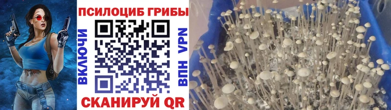 Галлюциногенные грибы Cubensis Сухой Лог